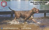 Royal Pitbull Pups Home image 3